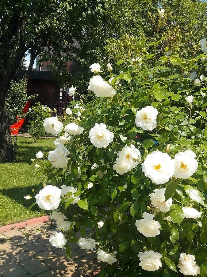 Villa Zorba Bukarest 3*,  Rumänien